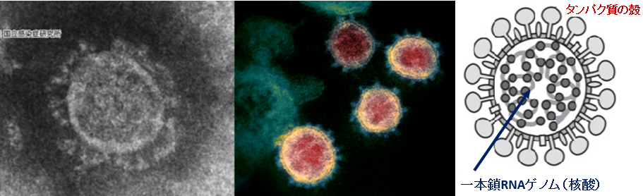 新型コロナウイルスとは