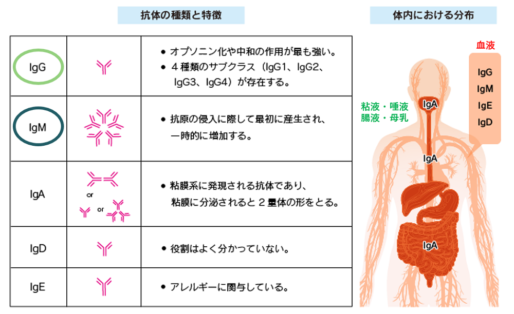 新型コロナウイルスの検査