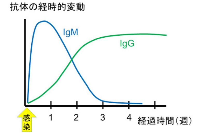 抗体の経時的変動