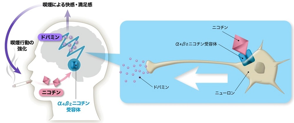 ニコチン依存症