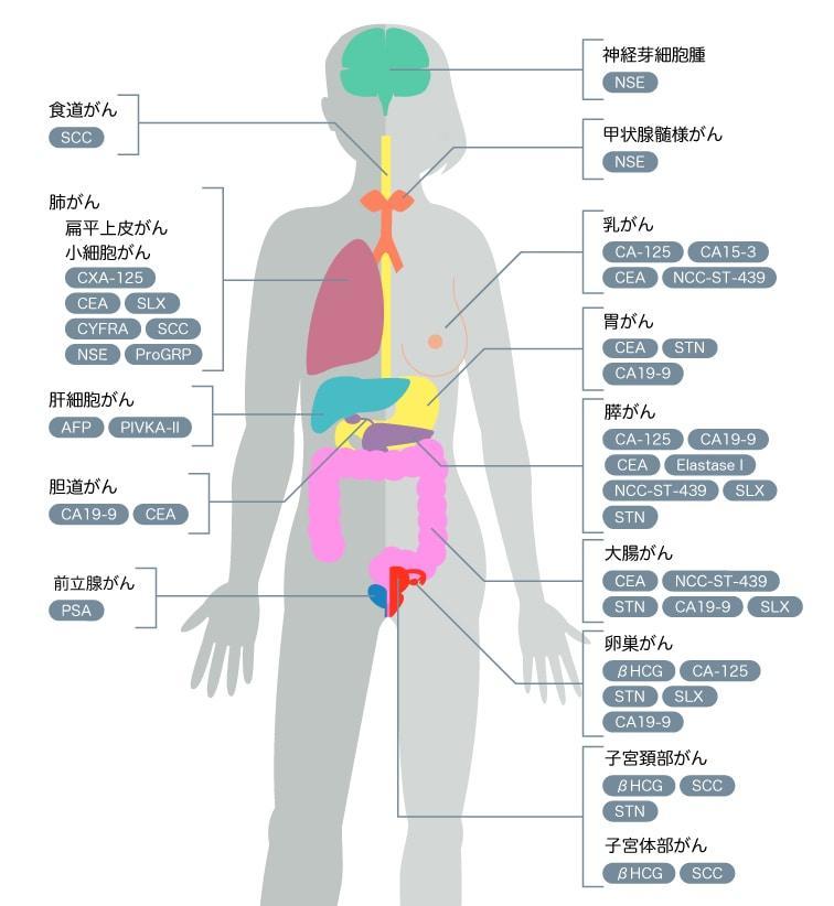 腫瘍マーカーとは